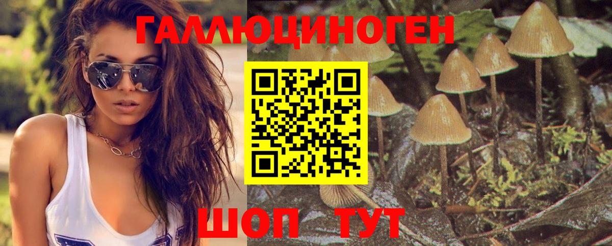 Галлюциногенные грибы Psilocybine cubensis Новокузнецк